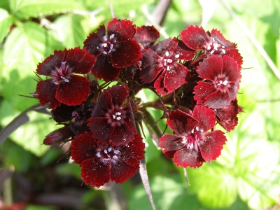 Dianthus barbatus 'Monksilver Black'